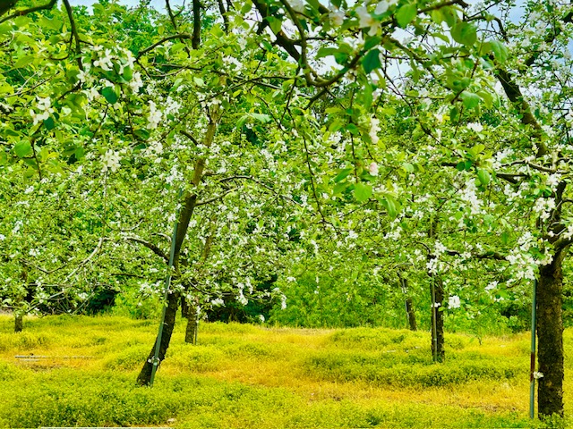 아로미 팜핑장 수확 체험 농산물