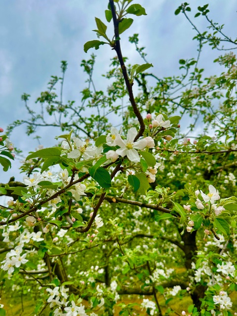 아로미 팜핑장 수확 체험 농산물