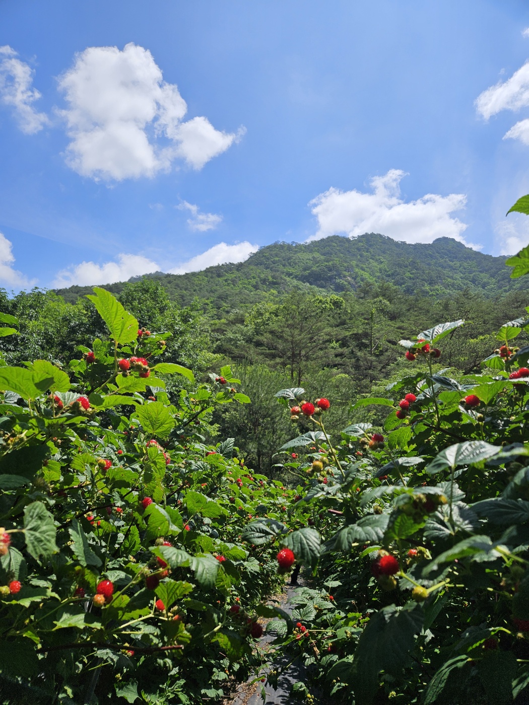 아로미 팜핑장 수확 체험 농산물