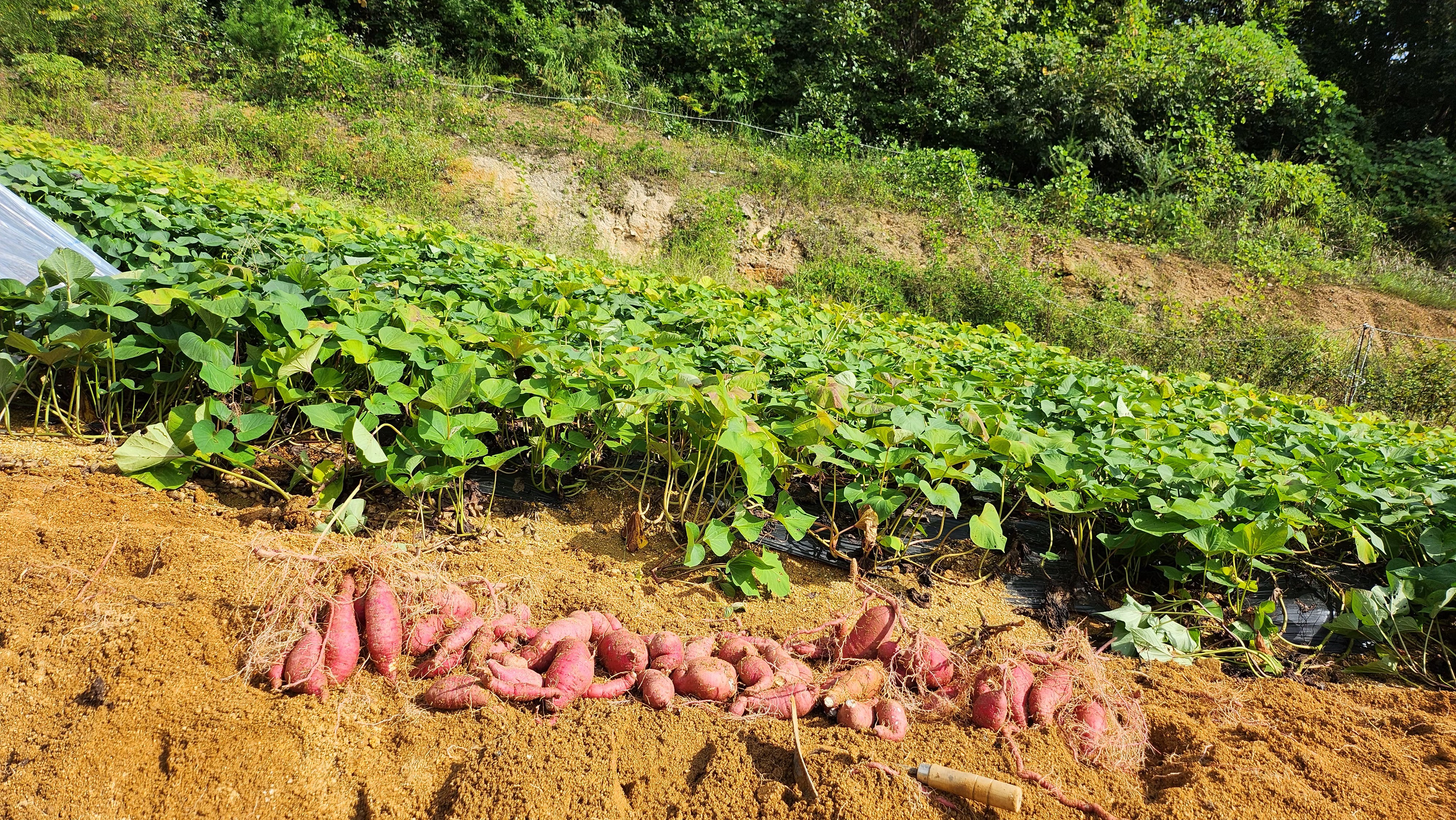 아로미 팜핑장 수확 체험 농산물