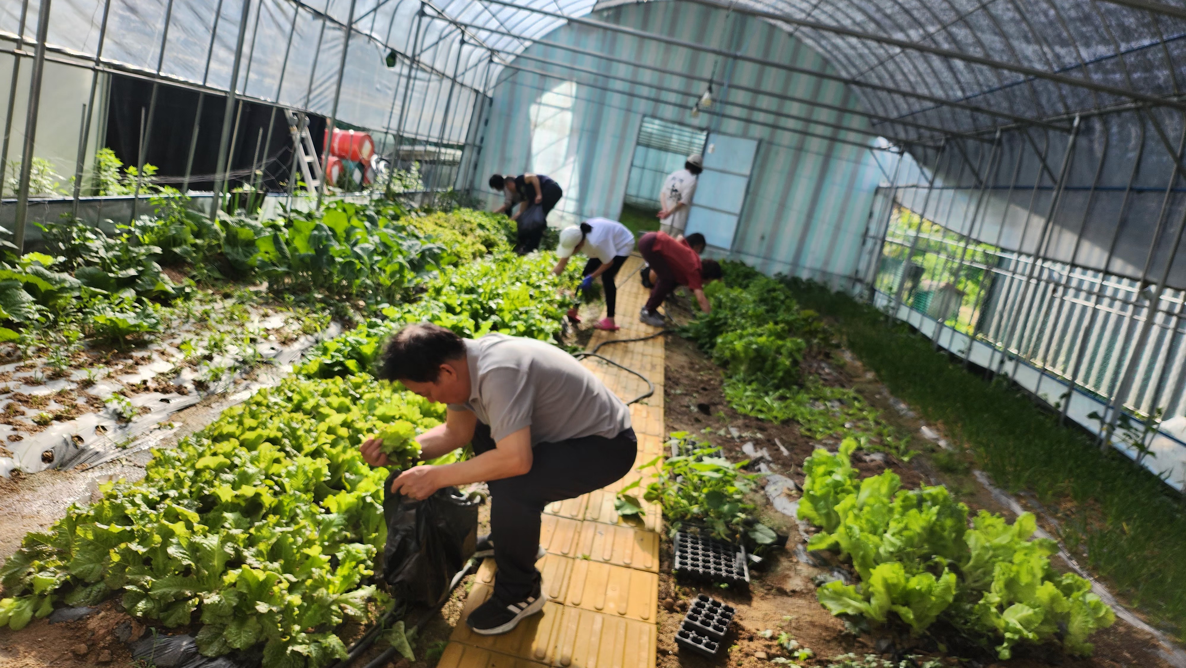 아로미 팜핑장 수확 체험 농산물
